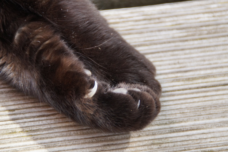 no people, close-up, foot, animal paws, vertebrate, resting, cat paw, paw, cat, animal body part, 5K, feline, animal themes, animal leg, claw, relaxation