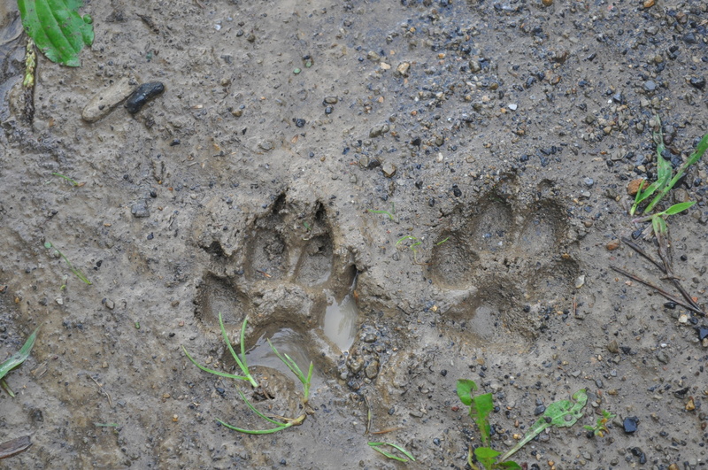 walking, dirt, leaf, plant part, land, outdoor, animal wildlife, toe, growth, paw, imprint, tracks, high angle view, field, mad, nature, journey, footstep
