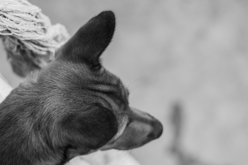funny, side view, domestic animals, cute, mammal, happy, doggy, prey, 5K, nature, animal themes, animal head, domestic, dog paw, playful, friendship, french bulldog