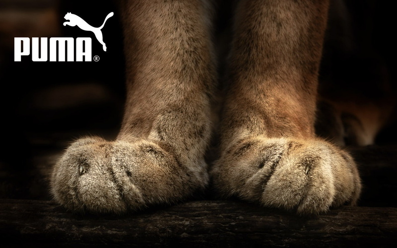 human toe, one animal, body part, pets, human limb, animal themes, mammal, paw, domestic, close-up, animal body part, human leg, vertebrate, human foot
