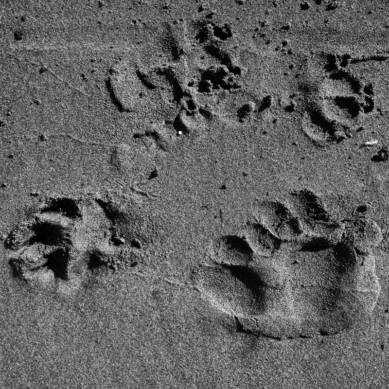 full frame, text, prints, walk, animal print, animal track, no people, foot, track - imprint, footprints, black and white, dog, canine, paw print, dog paw