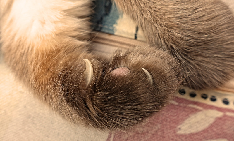 domestic animals, claw, animal themes, relaxation, hair, animal body part, mammal, animal, pet, cats paw, pets, one animal, animal head, close up, animal paws