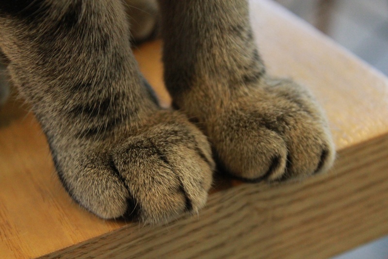 relaxation, domestic, whisker, kitten, flooring, mammal, one animal, feline, animal leg, foot, fluffy, 2K, vertebrate, no people, indoors, domestic Cat