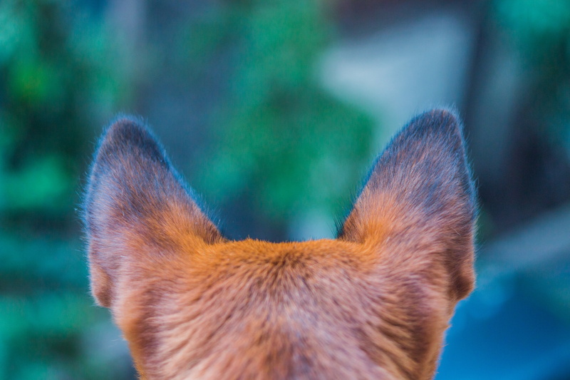 mammal, young, eyes, foot, outdoors, face, canine, cute, small, friendship, photography, symbol, animal, funny, 5K, vertebrate, watching, wild, domestic animals