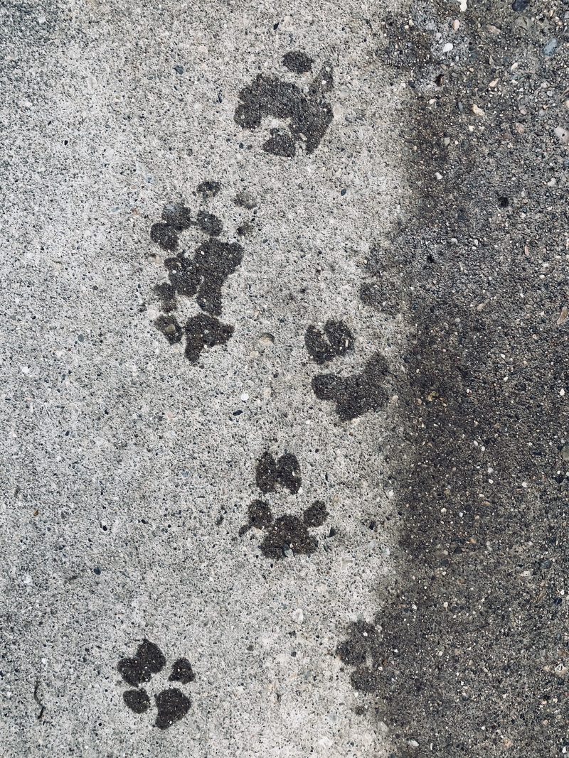 sidewalk, 2K, textured, cement, print, animal themes, paw print, track - imprint, animal track, full frame, beach, no people, dog, pawprint, nature, concrete