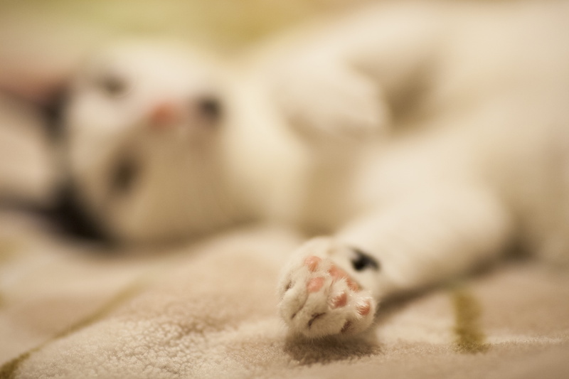 pets, beautiful, cat, relax, portrait, animal body part, sleepyhead, indoors, curious, furry, animals, mustache, domestic animals, eyes, love, fur leather