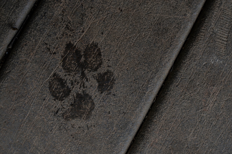 water, 4K, art and craft, pet, craft, outdoors, paw, space, pawprint, full frame, textured, no people, paw print, backgrounds, pattern, architecture, wall - building feature