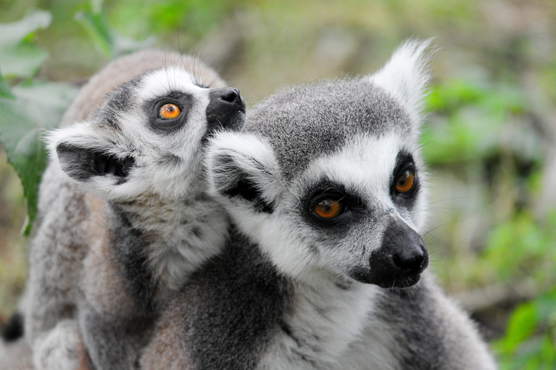 ears, ringed, 4K, watch, two, lemurs monkeys, primates, curious, two animals, close-up, striped, animal body part, animal photo, group of animals, no people