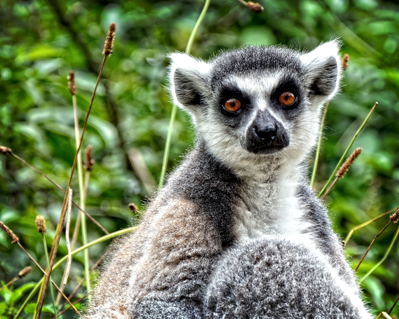 cute, focus on foreground, vertebrate, one animal, land, primates, mammal, primate, wildlife, animal, looking, portrait, prosimians, ring-tailed Lemur
