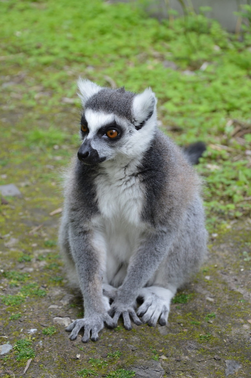 looking, series, mammal, lemur, day, animal wildlife, Ring-Tailed Lemur, Tropical, no people, 1080P, care, zoo, fur, land, looking away, outdoors, estate