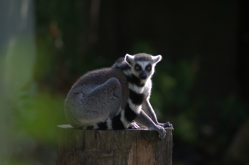 looking, wooden post, animals In The Wild, full length, zoo, day, monkey, tree, lemur, mammal, ring tailed lemur, sitting, primate, vertebrate, madagascar