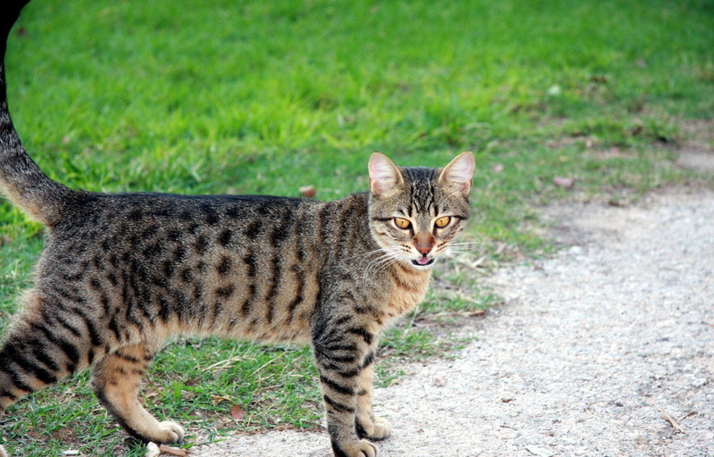 day, pet, cute, homeless, furry, pets, grass, domestic animals, animal themes, hungry, looking at camera, cat, mammal, plant, feline, purr, aggression