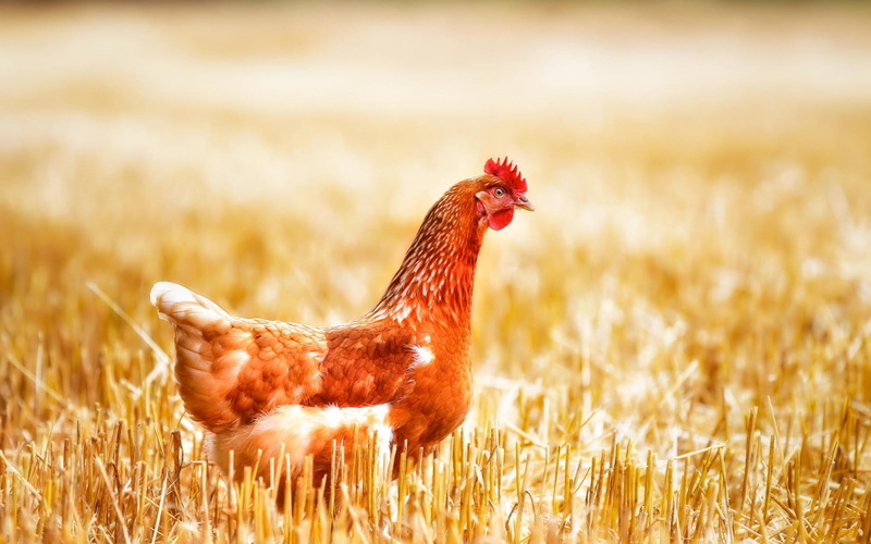 rooster, animals, brown, gen, 720P, hd