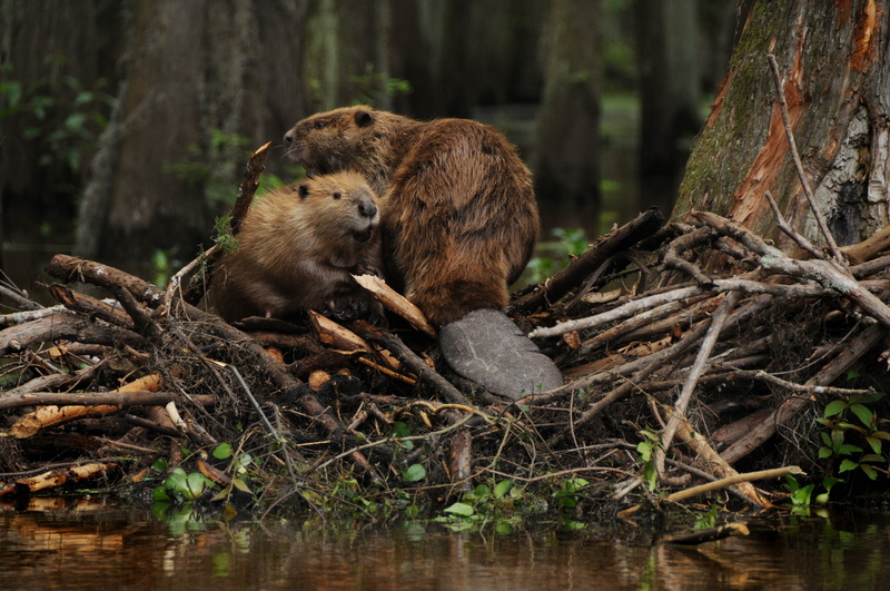 4K, beaver, rodent, castor