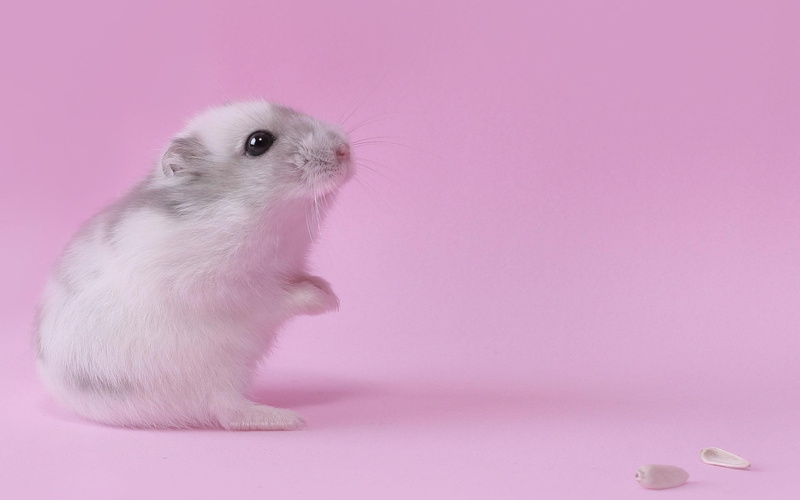 animal wildlife, hamster, grey, full length, domestic animals, pink color, indoors, pets, vertebrate, no people, rodent, small, pink, studio shot, colored background