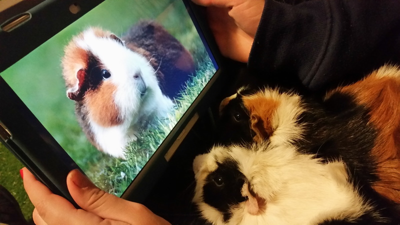 rodent, 5K, guinea pigs
