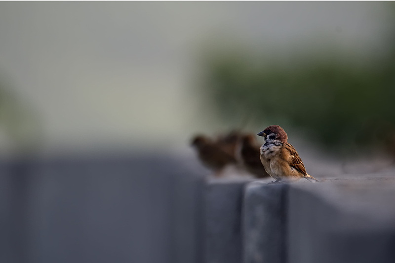 ledge, animal, fence, vertebrate, selective focus, selective, bokeh, barrier, bird, outdoors, no people, animal wildlife, close-up, eurasia, nature, copy space