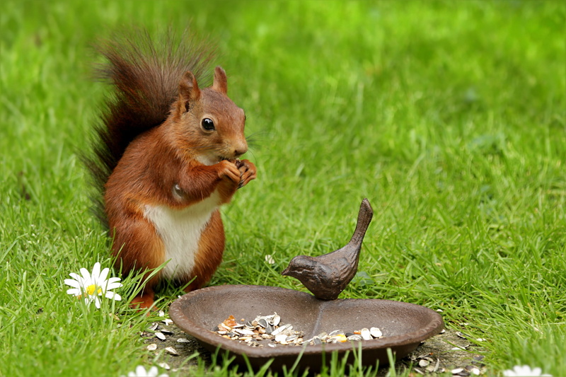 spring, cute, shape, tray, small, daytime, nature, brown, eating, close-up, celebration, 2K, heart, animal themes, no people, squirrel, one animal, beside