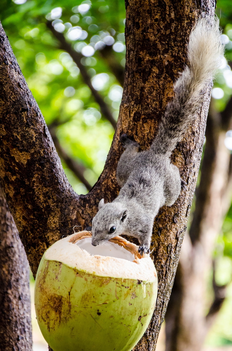 squirrel, looking, food, creative, one, mammal, focus on foreground, park, silhouette, nut, no people, funny, feeding, animals in the wild, background