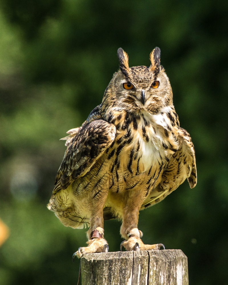 brown, eurasia eagle owl, full length, perching, eagle-owl, portrait, outdoors, animal wildlife, eurasian, owl, day, nature, eagle, wildlife, 2K, animals in the wild