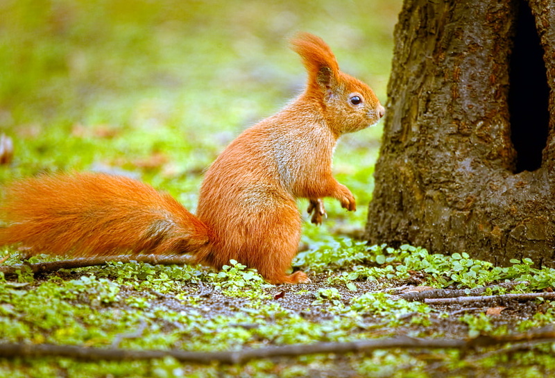 hole, tree, nature, mammal, tree  squirrel, Wiewiórka, animal, outdoors, Sciurus vulgaris, cute, rodent, forest, autumn, wildlife, brown, 480P, beside