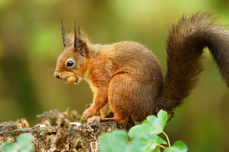 Red  Squirrel, Isle, 1080P, eating, outdoors, photography, wildlife, cute, close up photography, Nature  Reserve, forest, rodent, Trimming, close, Breakfast