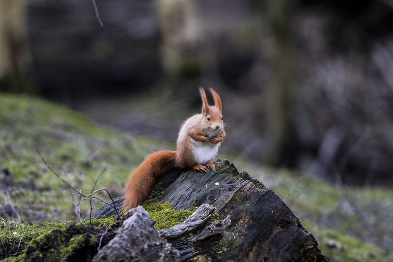 wildlife, standing, 600D, animal, grass, outdoors, fur, Eurasian Red Squirrel, Sciurus vulgaris, red, cute, brown, fluffy, animals In The Wild, Canon, daytime