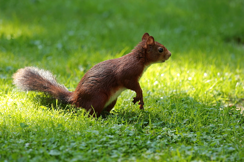 focus, wildlife, foraging, close-up, side view, garden, land, day, cute, squirrel, mammal, brown, sciurus, animals in the wild, no people, nature, one animal