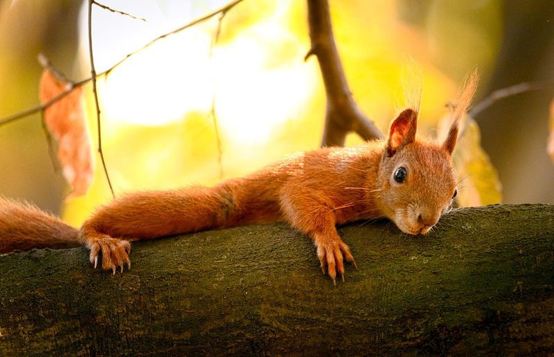 squirell, outdoors, forest, tree, small, nature, cute, Sciurus vulgaris, squirrel, rodent, wildlife, fluffy, Eurasian red squirrel, Wiewiórka, brown, 480P