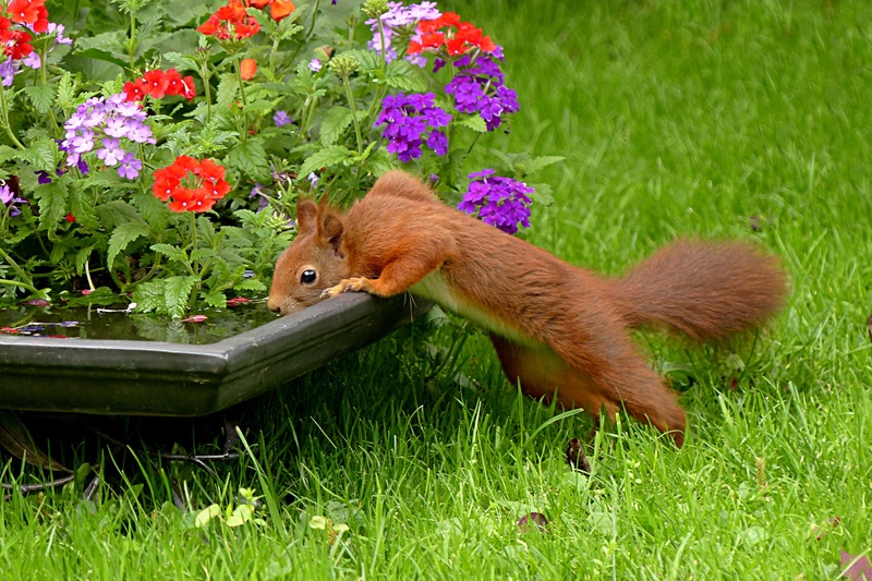 no people, cute, one animal, pets, growth, sciurus vulgaris major, animal, land, animal themes, animal wildlife, grass, nature, mammal, pot, water, 2K