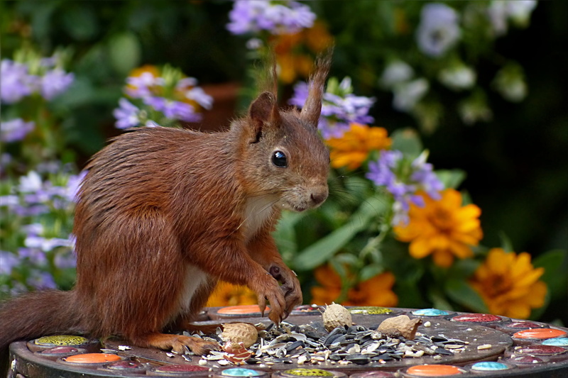 wood, animals in the wild, rodent, close-up, focus on foreground, animal themes, food, sciurus vulgaris major, animal wildlife, squirrel, mindfulness, mammal