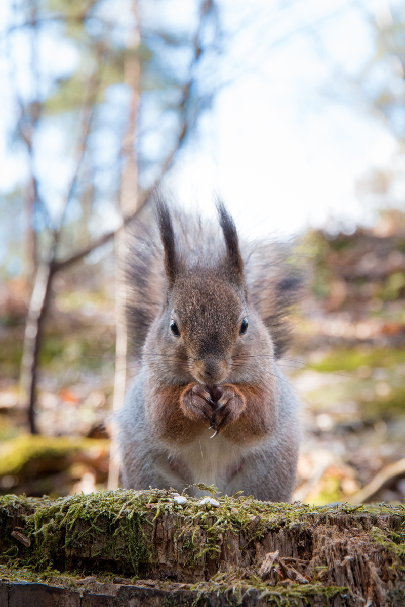 helsinki, seed, dining, day, spring, finnish, one animal, whisker, seurasaari, 4K, animal themes, land, portrait, Sciurus Vulgaris, nature photo, focus on foreground
