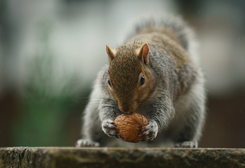 nut, Sciurus  carolinensis, cute, Weight-lifter, rodent, wildlife, outdoors, 2K, tree, eating, nature, forest, mammal, holding, brown, close-up, animal