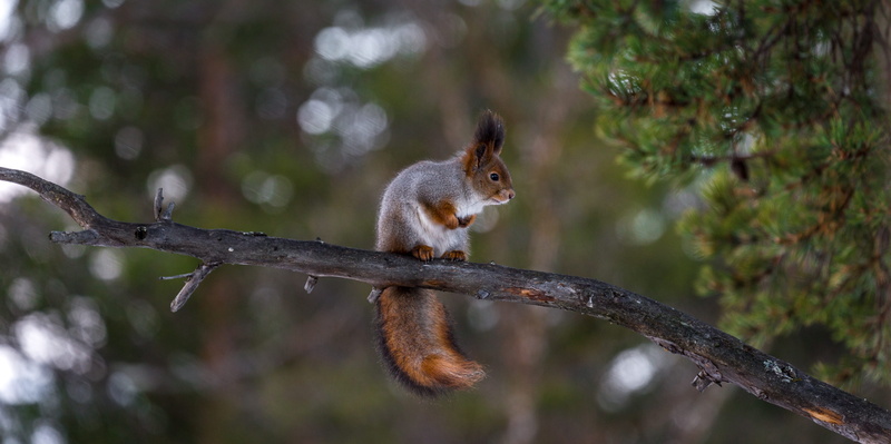 green, photo, animals in the wild, winter, funny, wild, plant, small, mammal, 4K, profile view, day, beauty, sciurus, nature, full length, land, natural