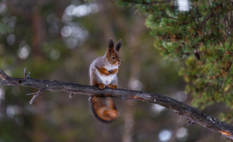 curious, tree, outdoors, animal themes, day, green, squirrel, natural, animals in the wild, animal, animal wildlife, autumn, hair, outdoor, top, beauty