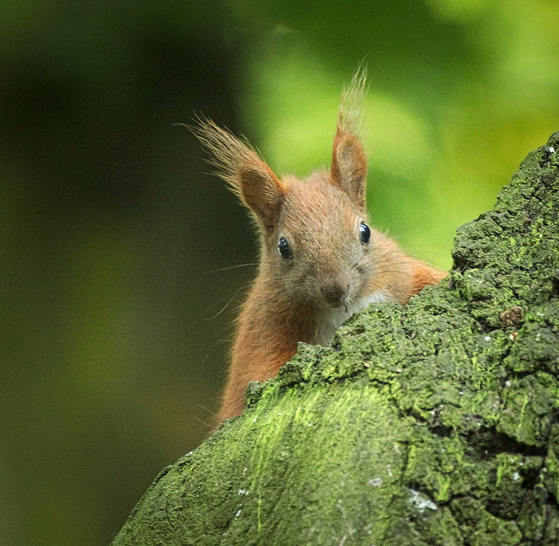 Sciurus vulgaris, Wiewiórka, mammal, wildlife, fluffy, animal, brown, animals In The Wild, Eurasian red squirrel, looking, close-up, squirrel, outdoors