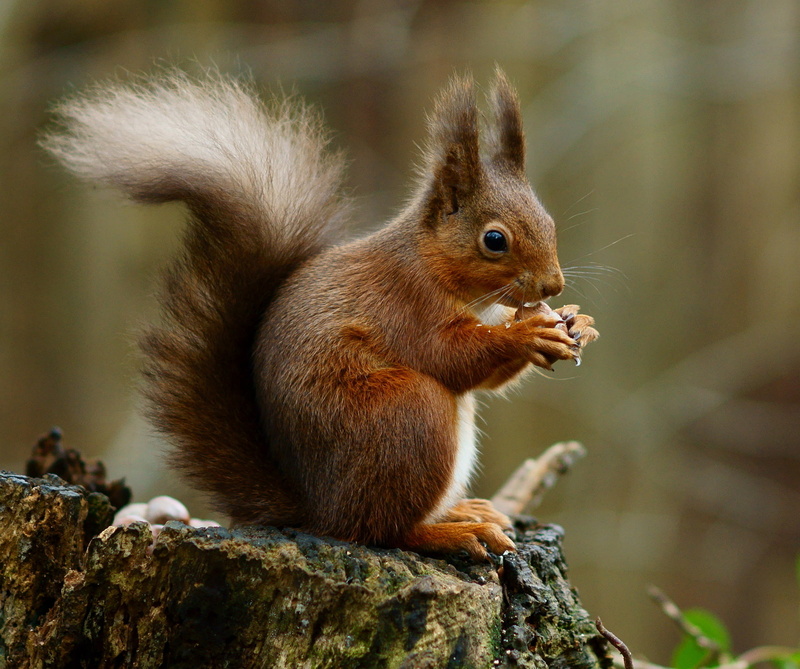 Wight, fur, eating, nut, cute, Isle, Nature  Reserve, fluffy, brown, wildlife, squirrel, mammal, rodent, forest, outdoors, Red  Squirrel, IoW, Alverstone  Mead