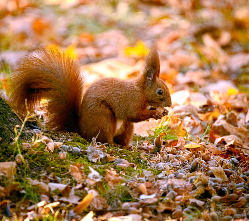 480P, Wiewiórka, photography, fur, fluffy, eating, squirrel, Red squirrel, grass, nut, animal, mammal, brown, Eurasian, forest, nature, autumn, closeup