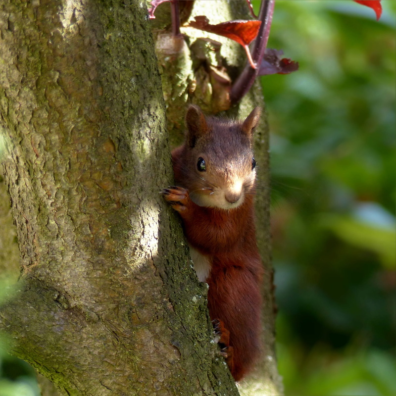 garden, branch, 1080P, no people, animal wildlife, forest, wildlife, focus on foreground, trunk, day, foraging, nature, animal themes, animals In The Wild