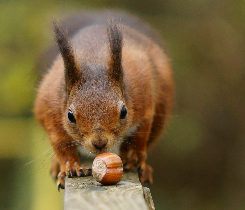 animal, Trimming, 1080P, fluffy, outdoors, mammal, Hazelnut, squirrel, animals In The Wild, brown, cute, Nature  Reserve, Last, Sciurus  vulgaris, Isle