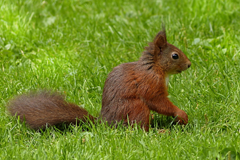 fluffy, cute, one animal, sciurus major, rodent, profile view, outdoors, 2K, animal wildlife, green color, field, animal, grass, close-up, no people, squirrel