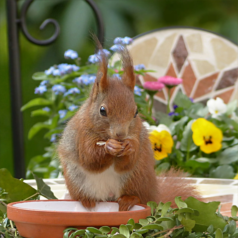 animal themes, vertebrate, sitting, squirrel, animal wildlife, rodent, animal, eating, outdoors, plant, close-up, day, flower, one animal, flowering plant