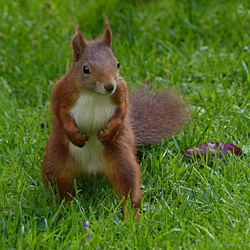 small, outdoors, eating, plant, cute, nature, grass, garden, one animal, no people, green color, tilt, animals in the wild, whisker, young, animal themes