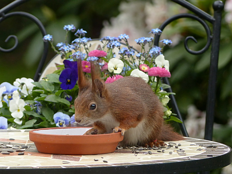 flower head, rodent, close-up, freshness, beauty in nature, flower, focus on foreground, animal themes, fragility, outdoors, one animal, squirrel, bowl