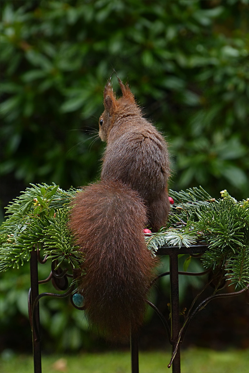 rodent, close-up, no people, outdoors, one animal, mammal, animal themes, garden, focus on foreground, brown, animal, foraging, nature, vertebrate, tree