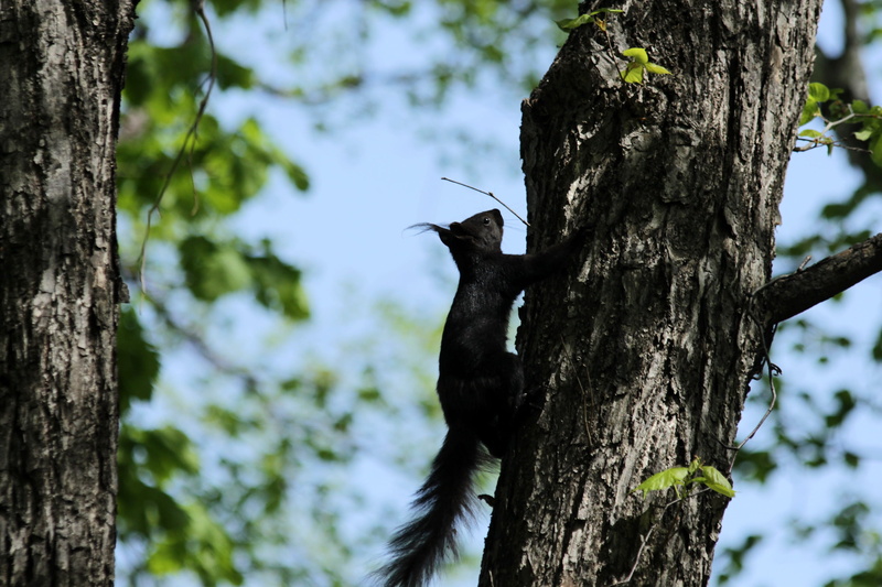 focus on foreground, climbs, black color, living nature, shadow, scrambles, bird, vertebrate, squirrel, wild, 2K, animals in the wild, outdoors, woodpecker