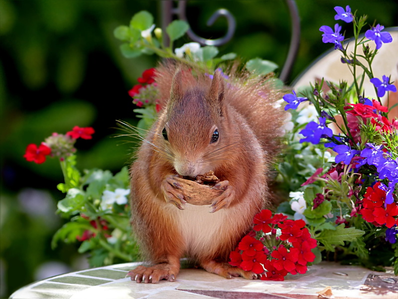 brown, cute, hungry, eat, outdoors, nut, whisker, flowering plant, animal wildlife, plant, flower, mammal, walnut, food, rodent, nature, garden, eating
