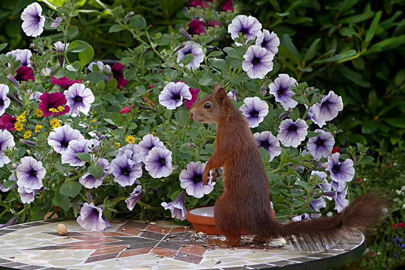 vertebrate, Mammal, garden, purple, Animal, beauty in nature, animal wildlife, plant, close-up, foraging, flower head, nature, freshness, 2K, Squirrel