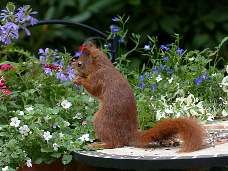 plants, beauty in nature, nature, animal wildlife, sciurus vulgaris major, eating, flowering plant, primate, foraging, no people, one animal, day, plant
