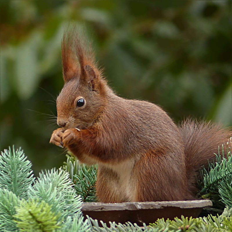 animals in the wild, eating, plant, day, garden, animal themes, nature, outdoors, animal wildlife, side view, no people, 1080P, vertebrate, brown, mammal